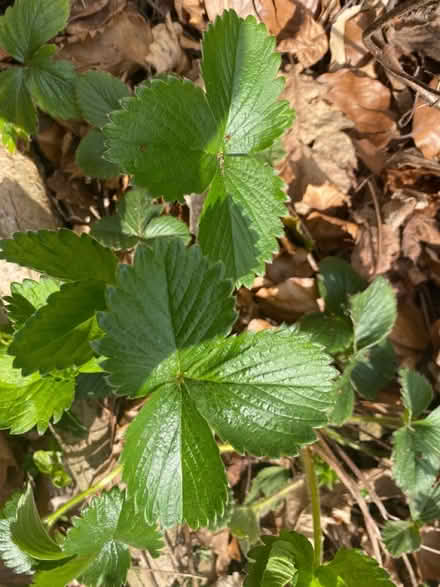 Photo of free Strawberry plants (Fixby Huddersfield HD2) #1