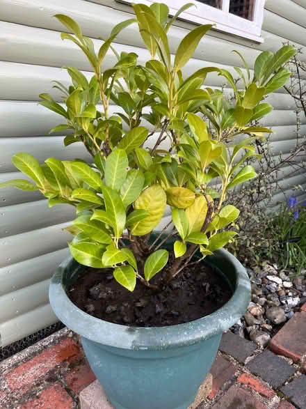 Photo of free Laurel shrub (Cox Green SL6) #1
