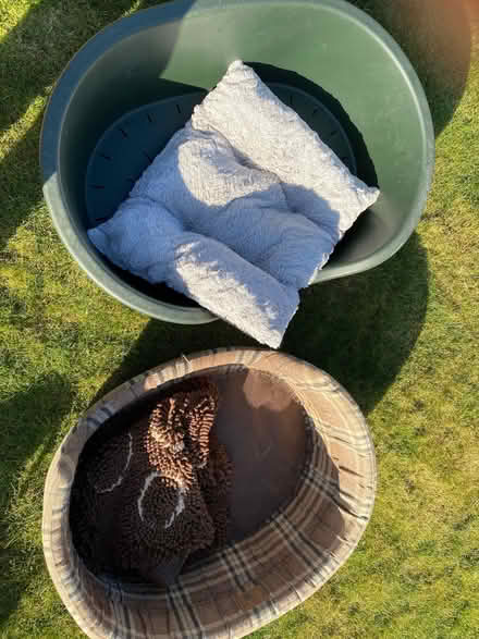 Photo of free Dog bedding (Upper Radley OX14) #1