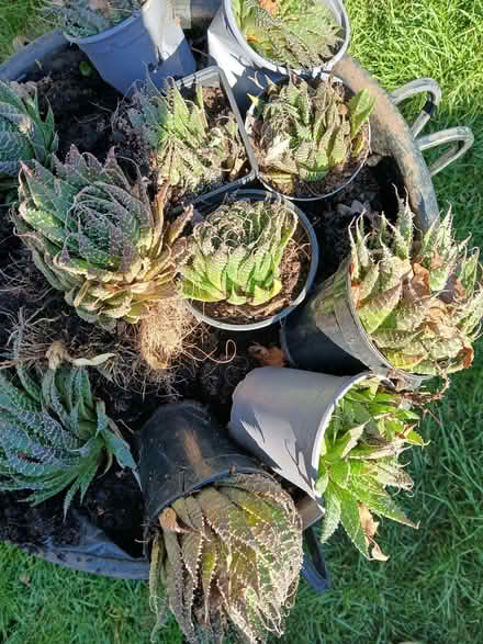 Photo of free Plants (Woodley RG5) #1