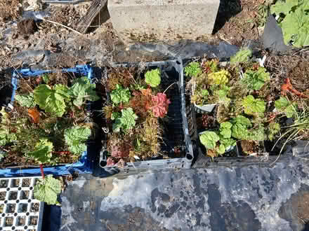 Photo of free Rhubarb Plants (Near Penybont LD15) #1