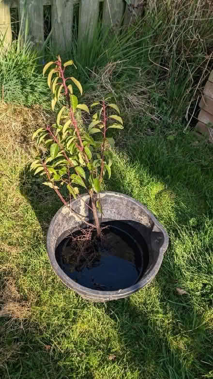 Photo of free Portuguese laurel (Low Hesket CA4) #1