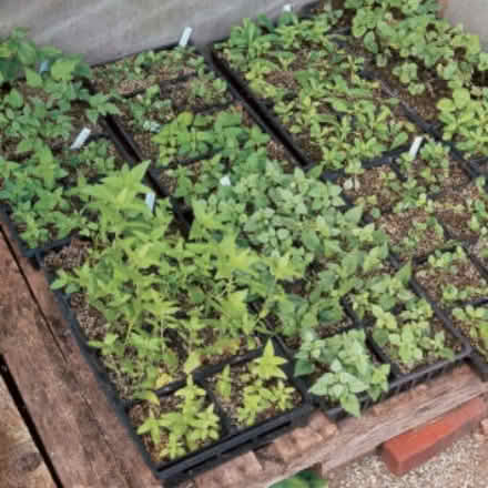 Photo of vegetable plants (S6, upperthorpe) #1