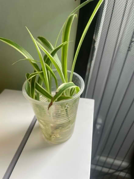Photo of free 2 x baby spider plants (Brentford TW8) #1