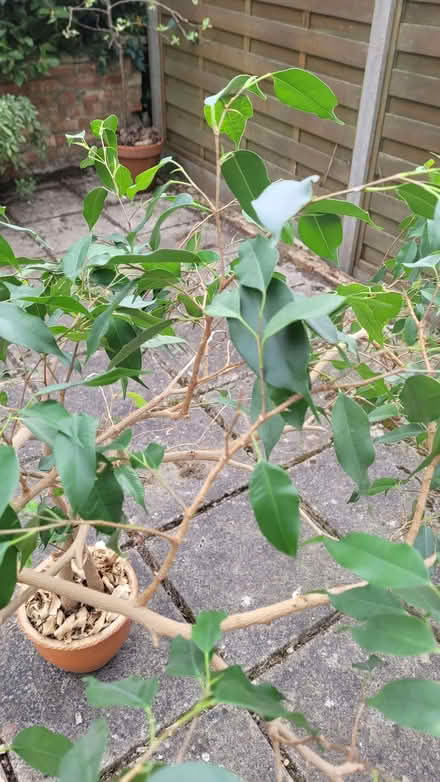 Photo of free Plant & ceramic pot (Bromley BR1) #2
