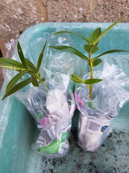 Photo of free 2 Hebe cuttings pink/purple flowers (Blacklands TN34) #1