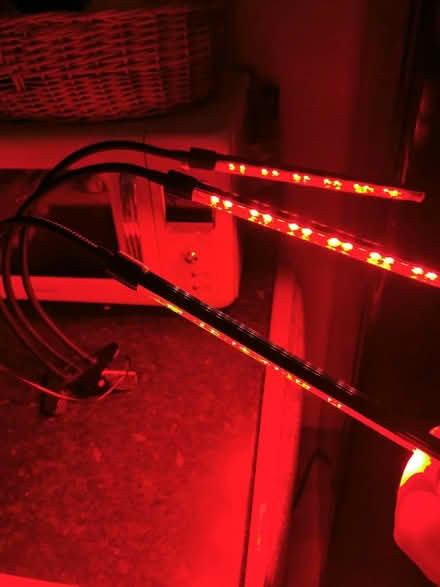 Photo of free Plant light (Eastbourne) #2