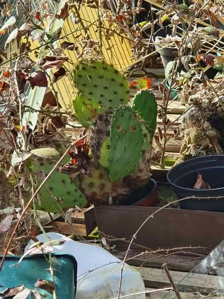 Photo of free Cactus. As seen (Twyford RG10) #1