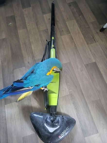 Photo of free H2O HD Steam mop (L36) #1