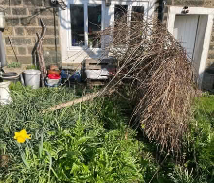 Photo of free Ornamental willow tree (Ickornshaw BD22) #2