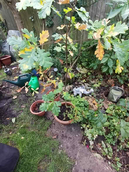 Photo of free Saplings -1 Oak tree 1 Sycamore and 2 seedlings (Abbots Langley WD5) #2