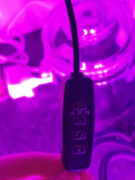 Photo of free Plant light (Eastbourne) #4