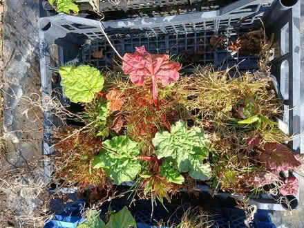 Photo of free Rhubarb Plants (Near Penybont LD15) #3