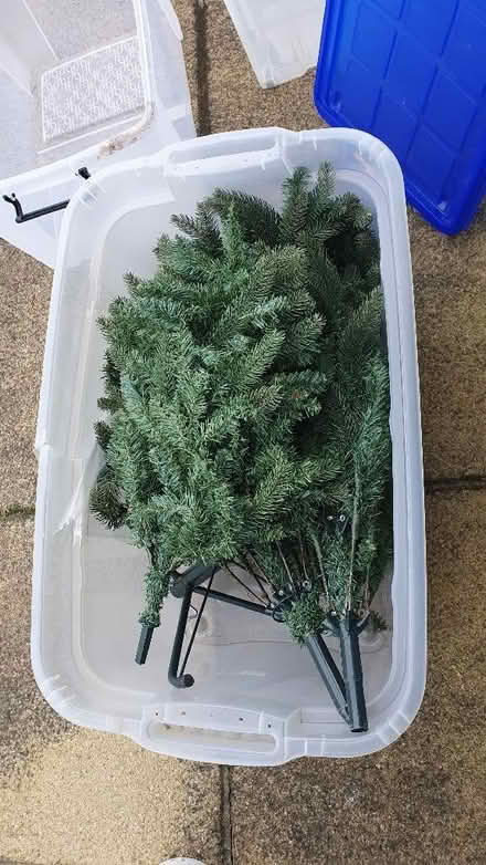 Photo of free Full size Christmas tree (Fenlake MK42) #1