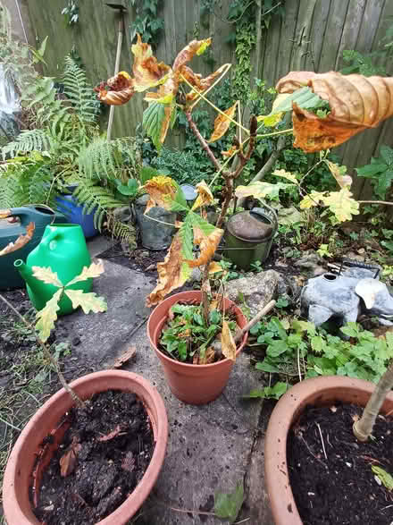 Photo of free Saplings -1 Oak tree 1 Sycamore and 2 seedlings (Abbots Langley WD5) #1