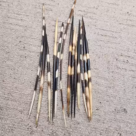 Photo of free Porcupine quills (Old Coulsdon CR5) #1