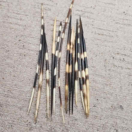 Photo of free Porcupine quills (Old Coulsdon CR5) #1