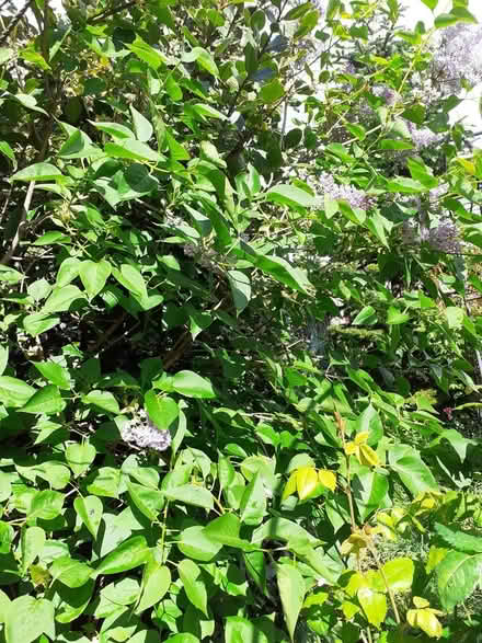 Photo of free Lilac plants (Elstree WD6) #1