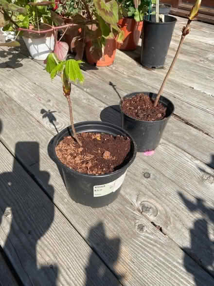 Photo of free Chestnut saplings (Merchiston EH10) #1