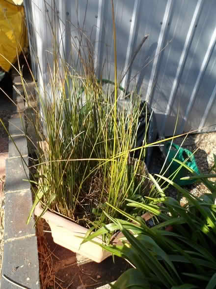 Photo of free Plant - Ornamental Grass (St albans) #1