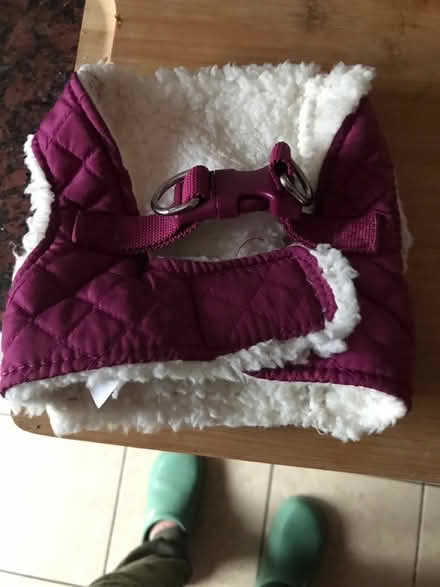 Photo of free Small dog fleeced harnice (SG1 Stevenage) #2