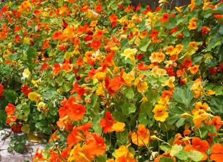 Photo of Nasturtium (Penryn TR10) #1