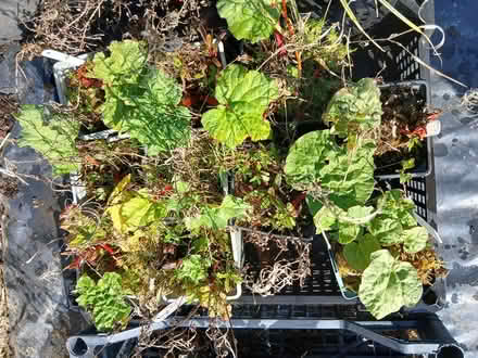Photo of free Rhubarb Plants (Near Penybont LD15) #2