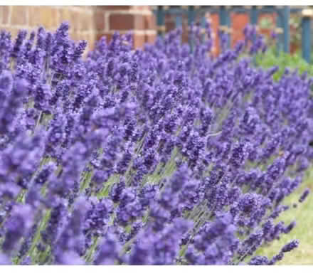 Photo of English lavender plants (Matlock DE4) #1