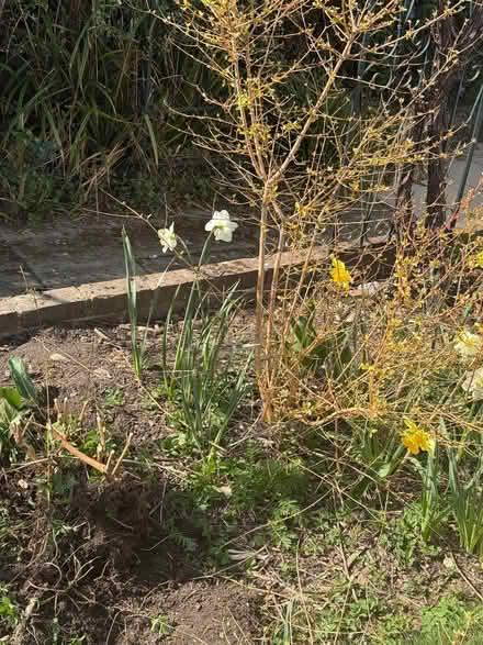 Photo of free Dogwood (North Tonbridge TN10) #2