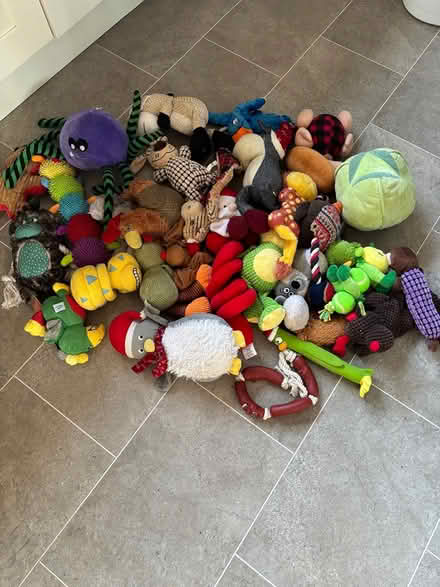 Photo of free Dog toys (Loscoe) #1