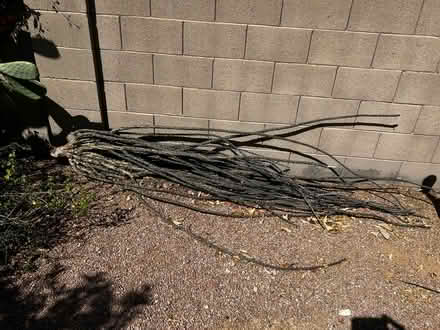 Photo of free Ocotillo branches (Just north of Old Scottsdale) #1