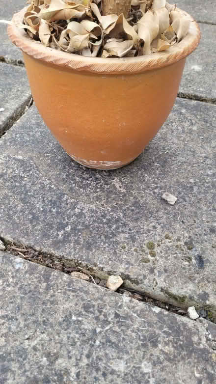 Photo of free Plant & ceramic pot (Bromley BR1) #3