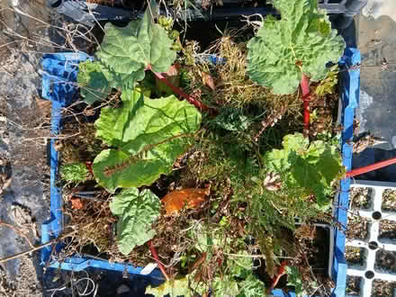 Photo of free Rhubarb Plants (Near Penybont LD15) #4