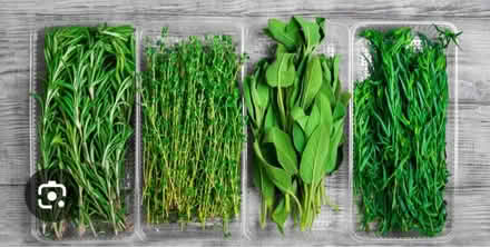 Photo of Herbs for a school sensory garden (Matlock DE4) #1