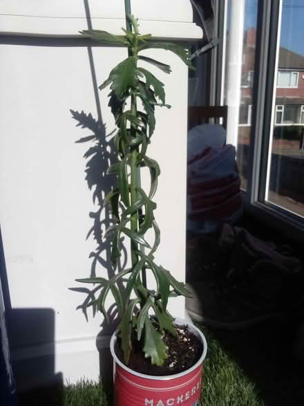 Photo of free House plant (St John's Wakefield) #1