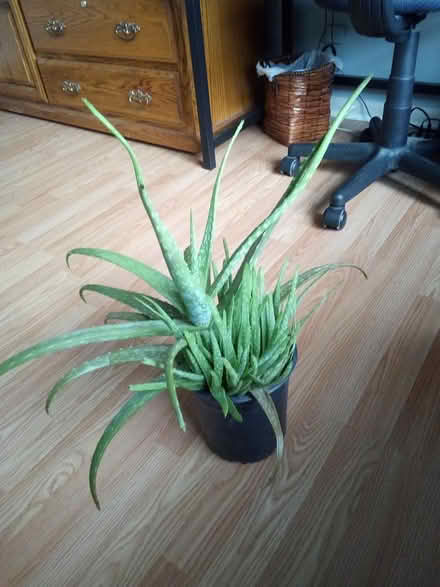 Photo of free Large aloe vera plant (Hobson & Woodridge Dr.,) #1