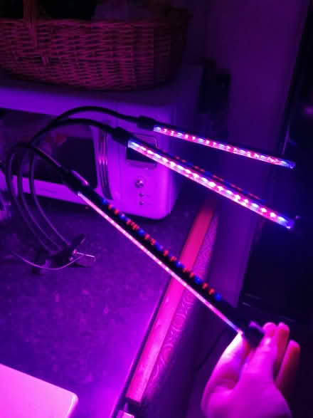 Photo of free Plant light (Eastbourne) #1