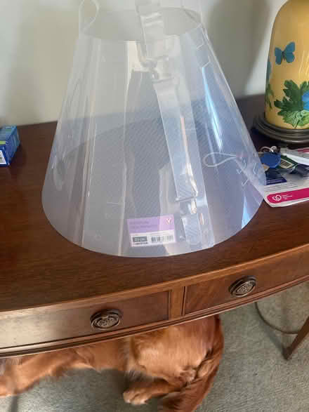 Photo of free Dog after op buster collar 25cm (Killinghall HG3) #1