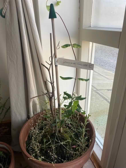 Photo of free Mix of gardening supplies and honeysuckle plant (St Margarets TW1) #2