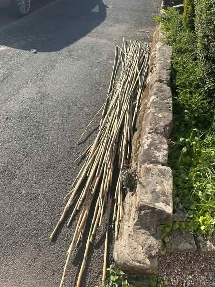 Photo of free Bamboo Canes (B14 Kings Heath) #1