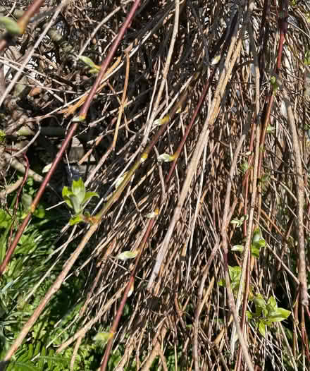 Photo of free Ornamental willow tree (Ickornshaw BD22) #3