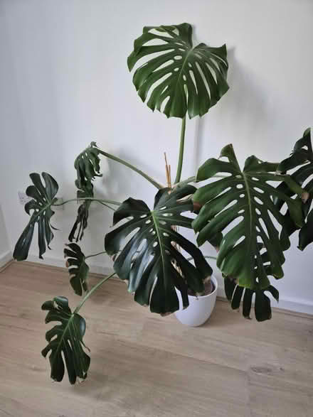 Photo of free Large Monstera Plant (Letchworth SG6) #1
