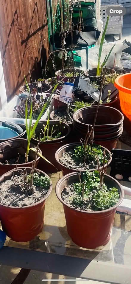 Photo of free green house and bits (L30) #3