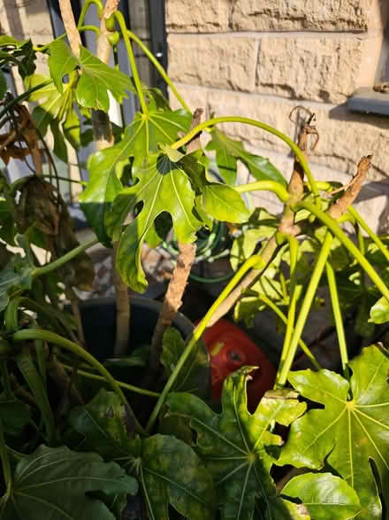 Photo of free Fatsia japonica in a pot (Allerton Bywater WF10) #1