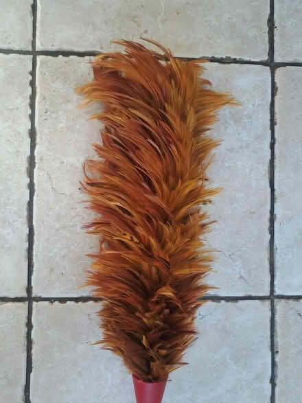 Photo of free Real feather duster (Cheltenham GL52) #1