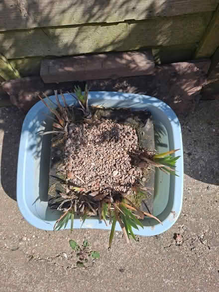 Photo of free Iris, yellow (Fareham creek 8) #1