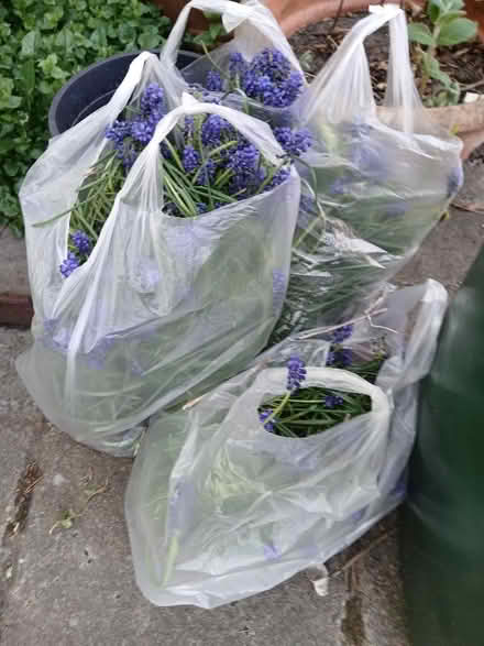 Photo of free Grape Hyacinths x 3 bags (Mexborough S64) #1