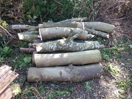 Photo of free Logs (West Bridgford NG2) #1