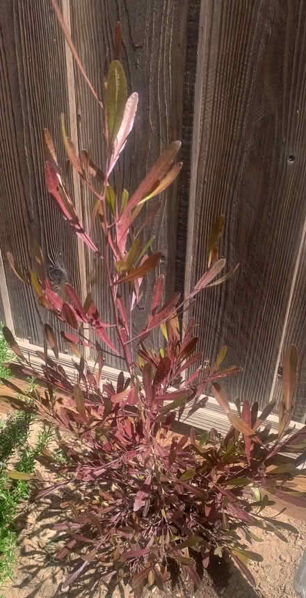 Photo of free Hopseed bush (San Jose Cambrian) #1