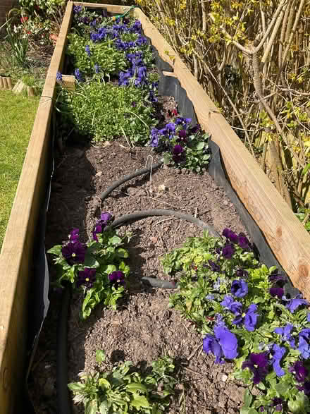 Photo of free Blue and purple pansies (Top Amersham HP6) #1